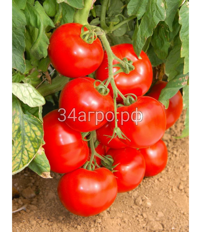 Купить семена Томат Линда F1 50 семян в Волгограде c доставкой по России -«АгроОнлайн»